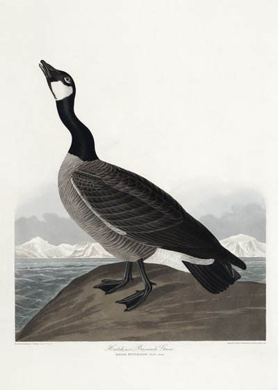 Hutchins’ hvidnæbbet gås fra *Birds of America* (1827) af John James Audubon