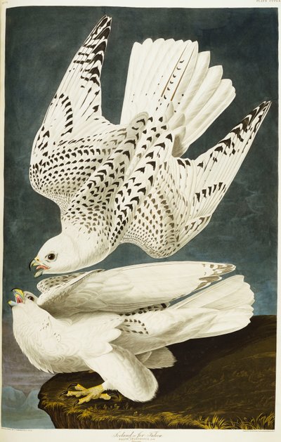 Island eller Jer Falcon. Gyrfalcon af John James Audubon