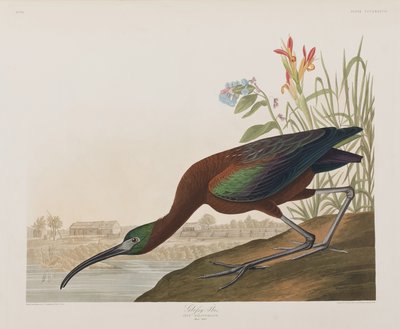 Illustration fra 