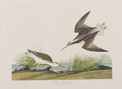 Illustration fra 
