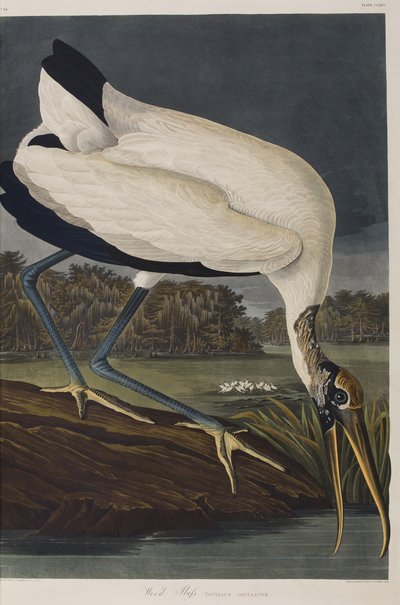 Illustration fra 
