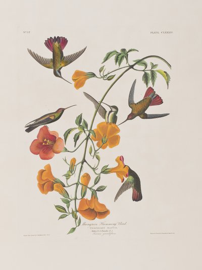 Illustration fra 