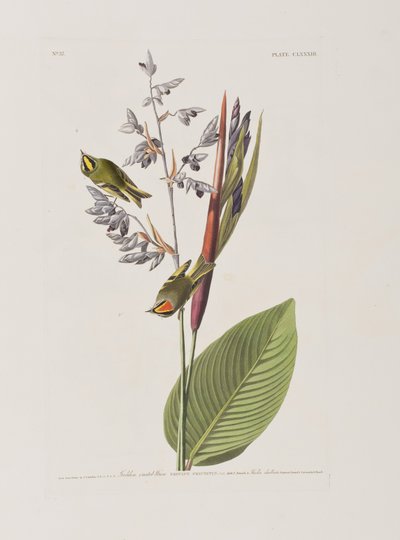 Illustration fra "Birds of America af John James Audubon