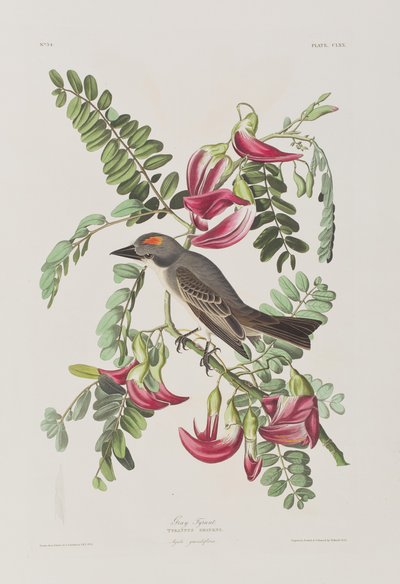 Illustration fra 