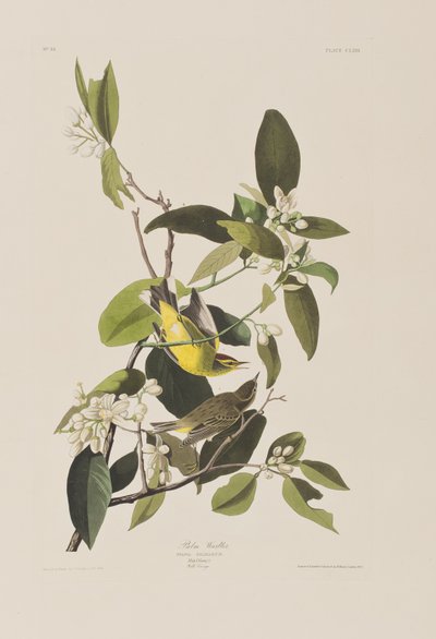 Illustration fra 