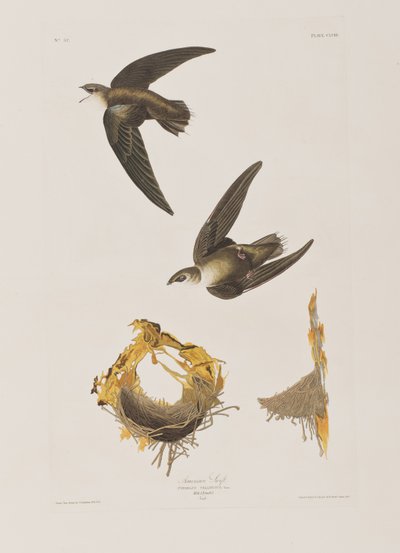 Illustration fra "Birds of America af John James Audubon