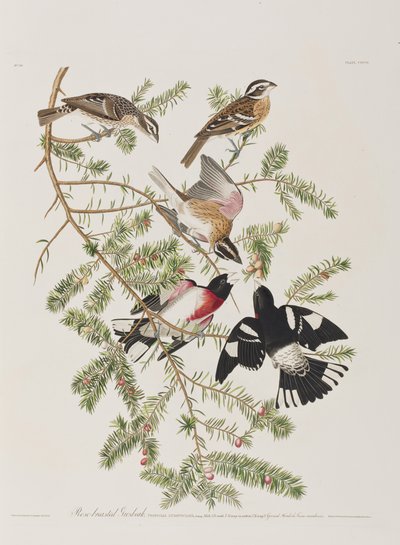Illustration fra 