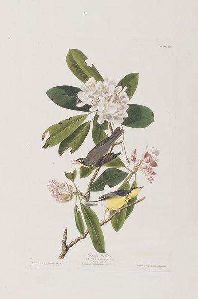 Illustration fra 