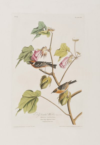 Illustration fra 