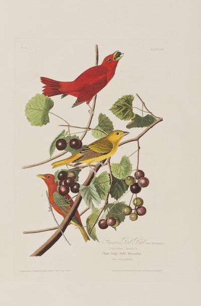 Illustration fra 
