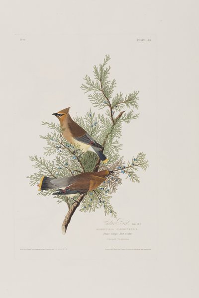 Illustration fra 