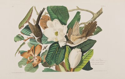 Illustration fra 
