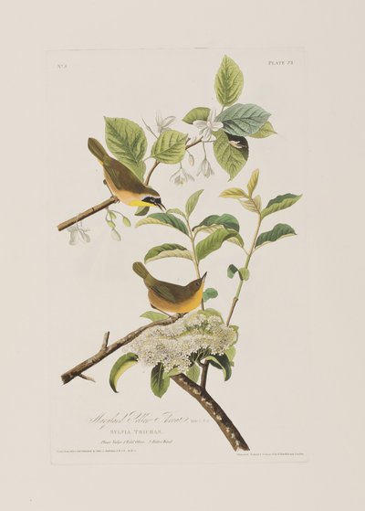 Illustration fra 