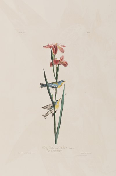 Illustration fra 