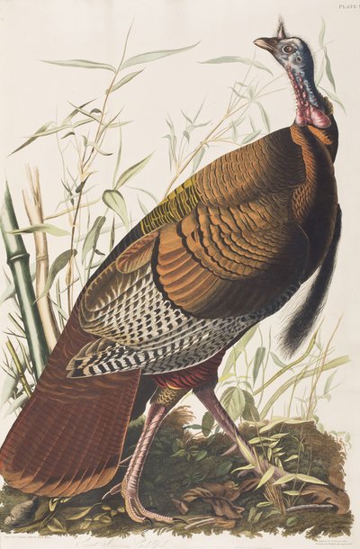 Illustration fra 