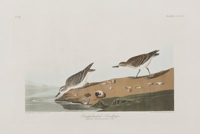 Illustration fra 