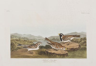 Illustration fra "Birds of America af John James Audubon
