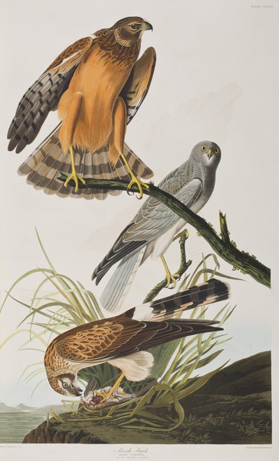 Illustration fra 