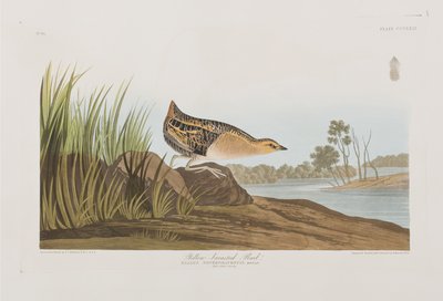 Illustration fra 