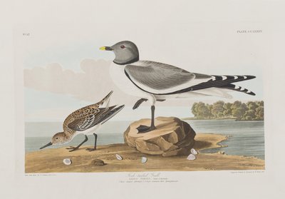 Illustration fra 