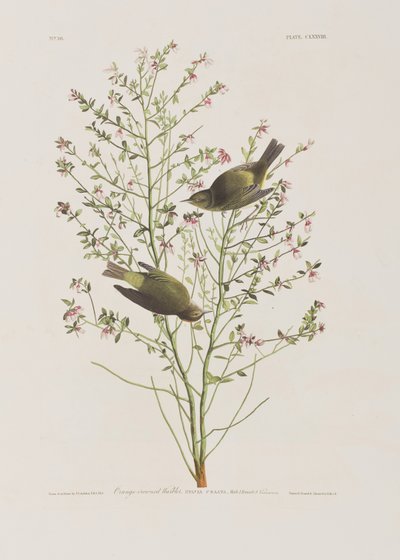 Illustration fra 