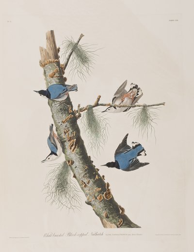 Illustration fra 