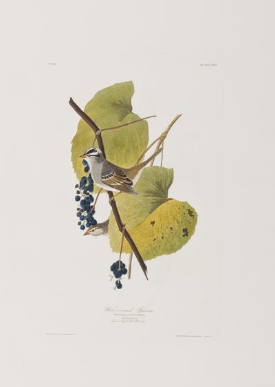 Illustration fra 