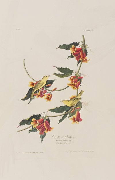 Illustration fra 