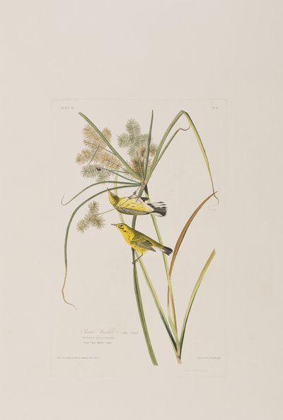 Illustration fra 