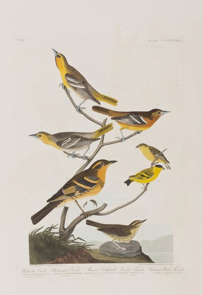 Illustration fra 