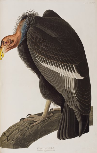 Illustration fra 