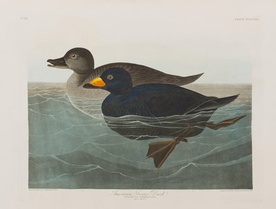 Illustration fra 
