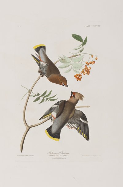 Illustration fra 