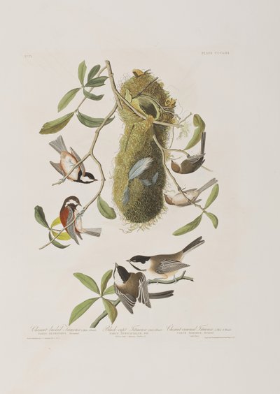 Illustration fra 