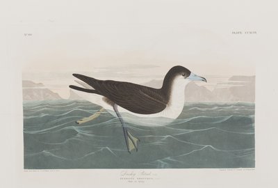 Illustration fra 