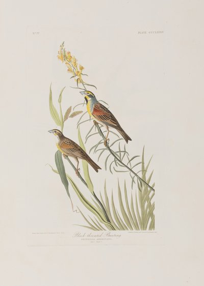 Illustration fra 