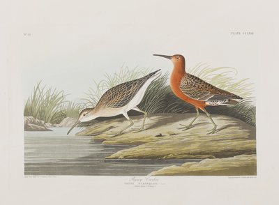 Illustration fra 