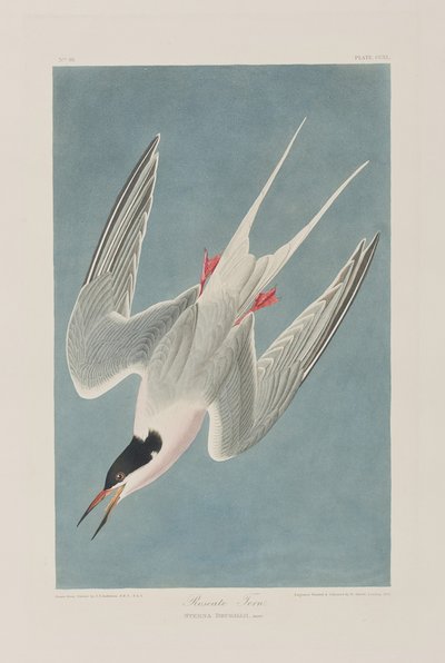 Illustration fra 
