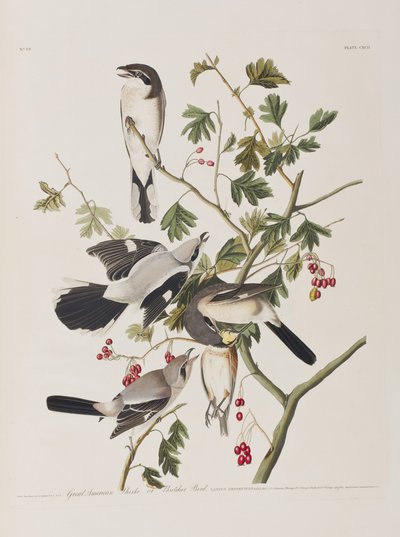 Illustration fra 