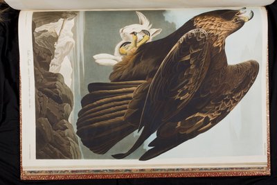 Illustration fra "Birds of America af John James Audubon