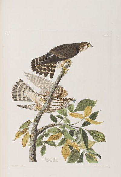 Illustration fra 