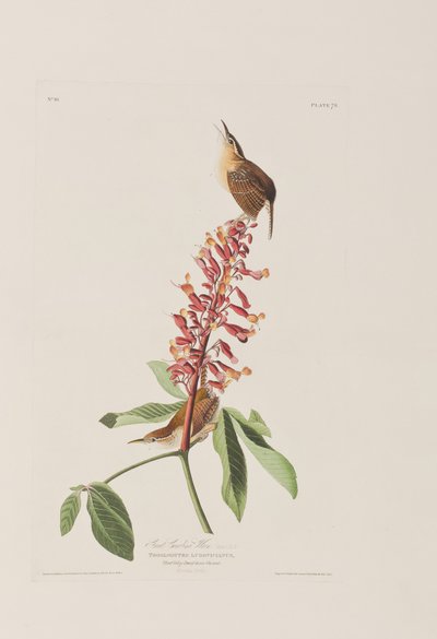 Illustration fra 