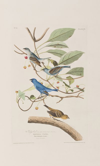 Illustration fra 