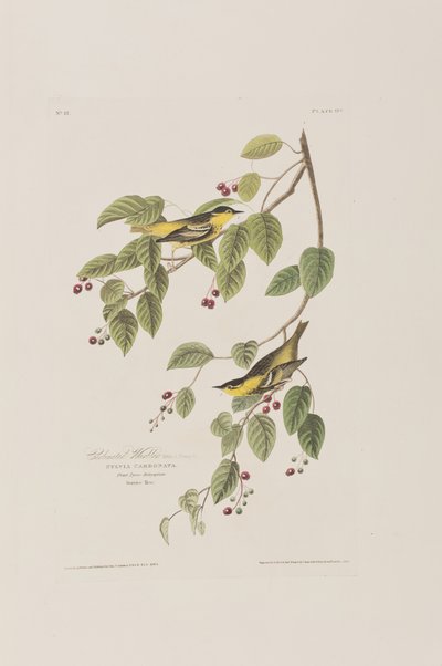 Illustration fra 