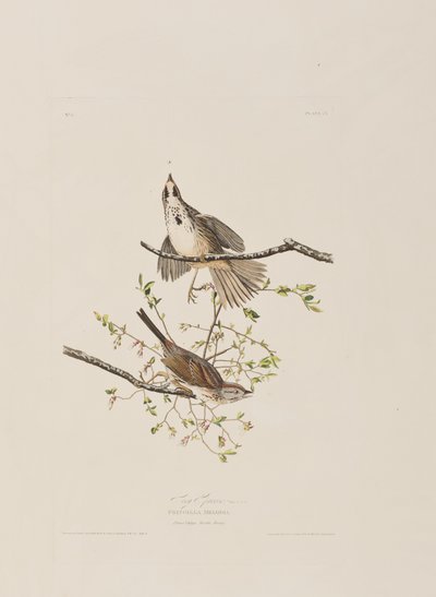 Illustration fra 