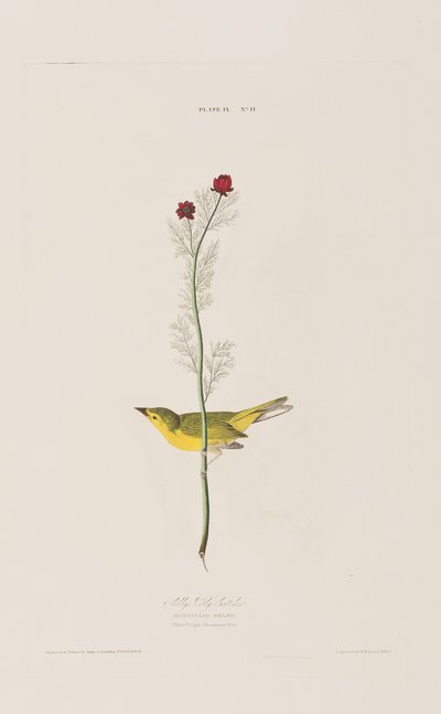 Illustration fra 