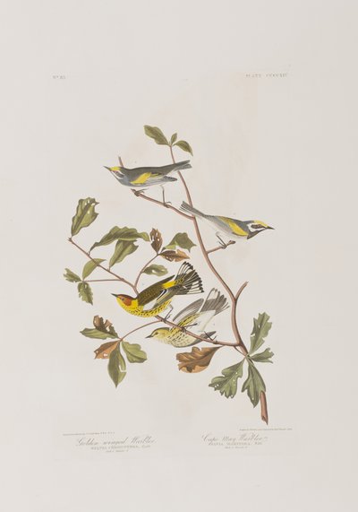 Illustration fra 