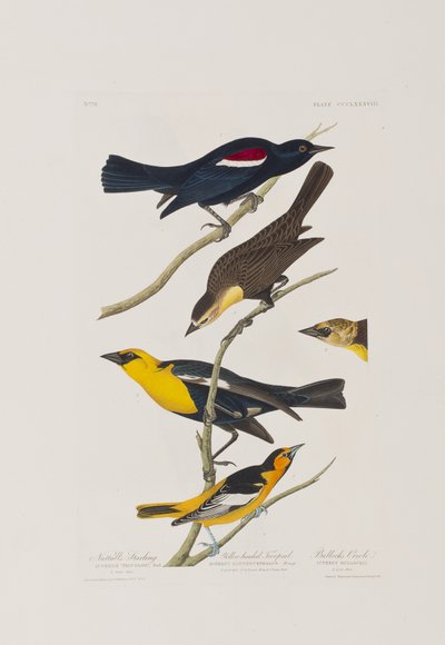 Illustration fra 