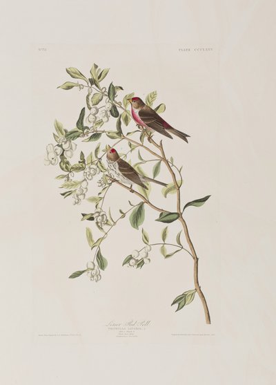 Illustration fra 