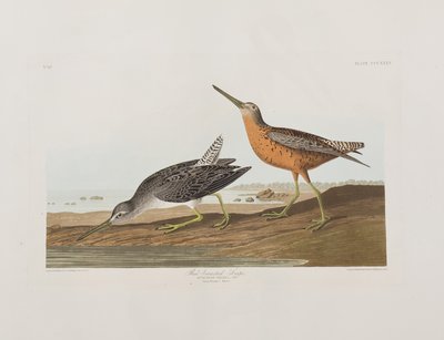 Illustration fra 